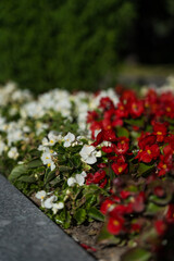 A blooming flower bed in the city on Red Square in Moscow