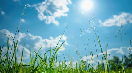 Fototapeta premium Sunny Day in the Meadow