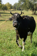 A cow is pasturing in the grove. Cattle ranches, rural life