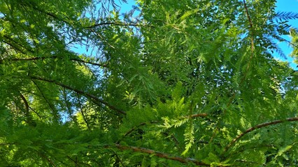 Obraz premium Large green trees in a botanical garden, the sun is shining, many plants