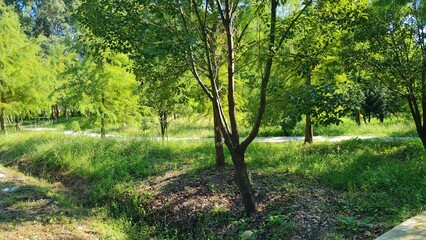 Fototapeta premium Large green trees in a botanical garden, the sun is shining, many plants