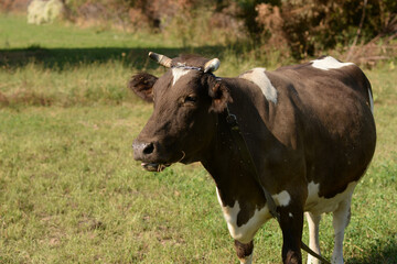 A cow is pasturing in the grove. Cattle ranches, rural life