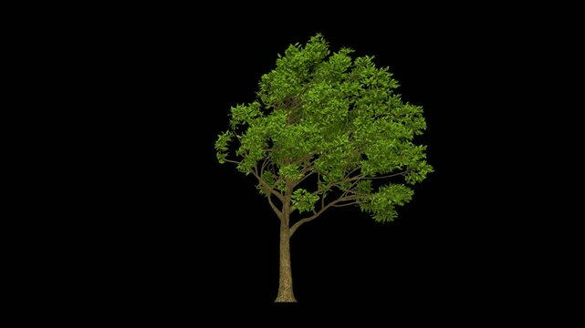 3d tree swaying to a strong wind during a storm