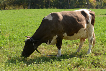 A cow is pasturing in the grove. Cattle ranches, rural life