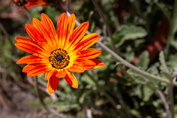 Dimorphotheca sinuata in the nature, Madeira