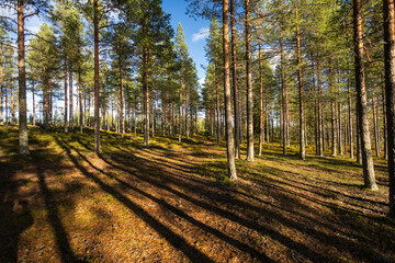 Obraz premium forest in autumn