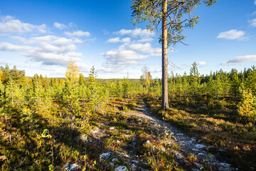 autumn forest landscape