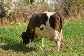 Fototapeta premium A cow is pasturing in the grove. Cattle ranches, rural life