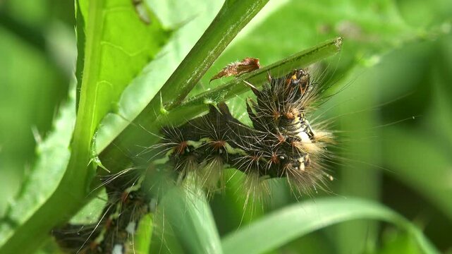 Black hairy caterpillar (Cinnabar moth) with red spots crawling on green grass in meadow. View insect macro. Grass on green background, forest, field, garden, Central Europe, 4k
