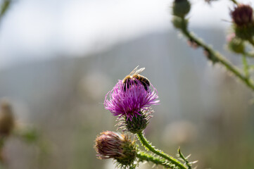 Summer nature life illustration - a close-up of a bee on a meadow flower with a blurred bokeh background