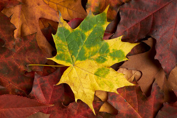 Multi-colored fallen autumn tree leaves