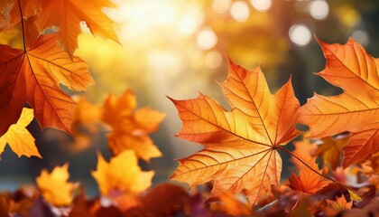 Fototapeta premium falling autumn maple leaves natural background colorful foliage