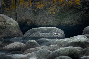 Birds of Lista Fyr, Norway