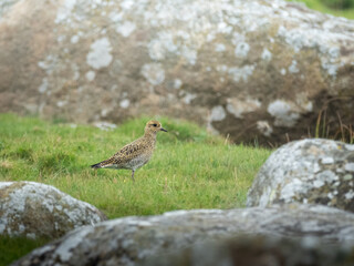 Birds of Lista Fyr, Norway