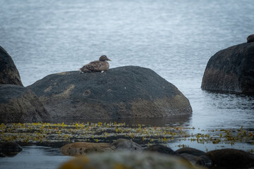 Birds of Lista Fyr, Norway