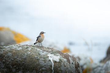 Birds of Lista Fyr, Norway