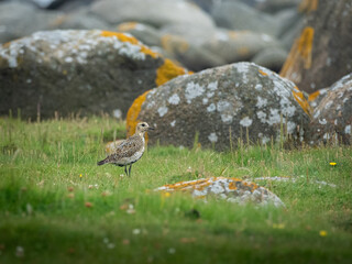 Birds of Lista Fyr, Norway