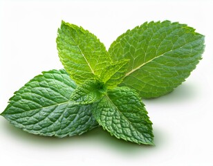 fresh mint leaves collection with real transparent shadow isolated on white background food design element