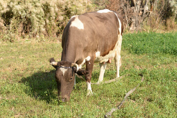 A cow is pasturing in the grove. Cattle ranches, rural life