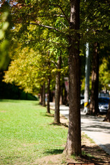 tree in the park