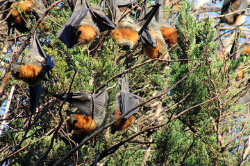 Grey-headed flying fox