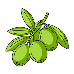 Olive branch. Farm seasonal vegetable or fruit, vector outline green veggies, flat illustration. Healthy nutrition, organic food, natural product. Symbol for sticker, logo, print
