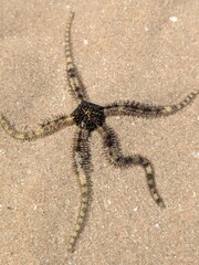 A Colorful Close Up of a Brittle Star Crawling Across the Sandy Ocean Floor in Its Natural Habitat