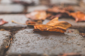 A fallen leaf rests on a cobblestone path, marking the end of autumn