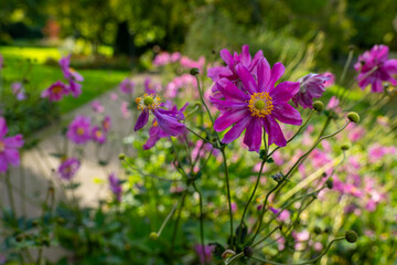 Pink anemones bloom in a garden path in the middle of summer