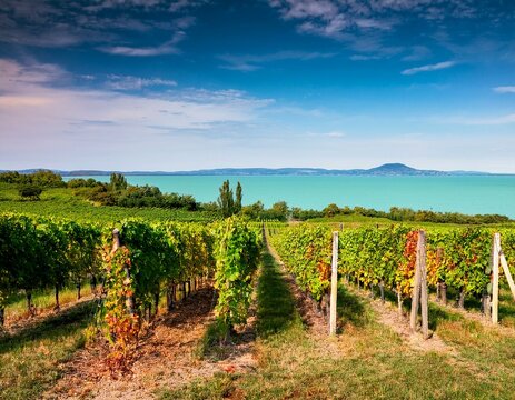 nice vineyard in hungary at lake balaton