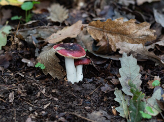 Poisonous mushroom in European forest