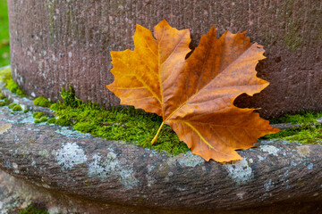 A single, brown leaf rests on a patch of moss at the base of a stone pillar