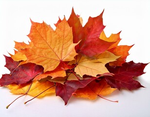 Obraz premium pile of autumn maple colored leaves cut out