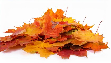 pile of autumn maple colored leaves isolated fall leaves cut out