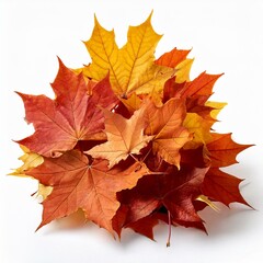 Obraz premium pile of autumn maple colored leaves isolated