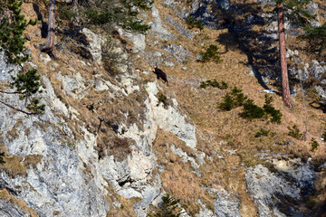 A wild mountain goat climbs the mountain slope through grass and trees. Environment and wildlife