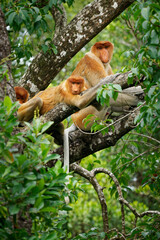 Proboscis Long-nosed Monkey Nasalis larvatus is arboreal monkey with large nose endemic to Borneo ,...