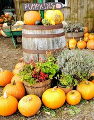 pumpkins