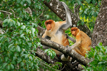 Proboscis Long-nosed Monkey Nasalis larvatus is arboreal monkey with large nose endemic to Borneo , reddish-brown skin color and a long tail, lives in mangrove forests, jumping and sitting