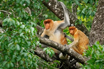 Gardinen Affe Proboscis Long-nosed Monkey Nasalis larvatus is arboreal monkey with large nose endemic to Borneo , reddish-brown skin color and a long tail, lives in mangrove forests, jumping and sitting  © phototrip.cz