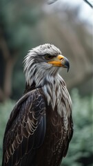 Obraz premium Close-Up Portrait of Bald Eagle with Intense Gaze in Natural Habitat