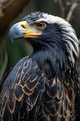 Fototapeta premium Close-up of majestic Steller’s sea eagle
