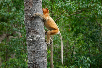 Proboscis Long-nosed Monkey Nasalis larvatus is arboreal monkey with large nose endemic to Borneo , reddish-brown skin color and a long tail, lives in mangrove forests, jumping and sitting