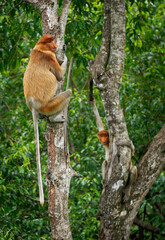 Proboscis Long-nosed Monkey Nasalis larvatus is arboreal monkey with large nose endemic to Borneo , reddish-brown skin color and a long tail, lives in mangrove forests, jumping and sitting