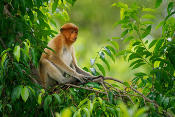 Proboscis Long-nosed Monkey Nasalis larvatus is arboreal monkey with large nose endemic to Borneo , reddish-brown skin color and a long tail, lives in mangrove forests, jumping and sitting