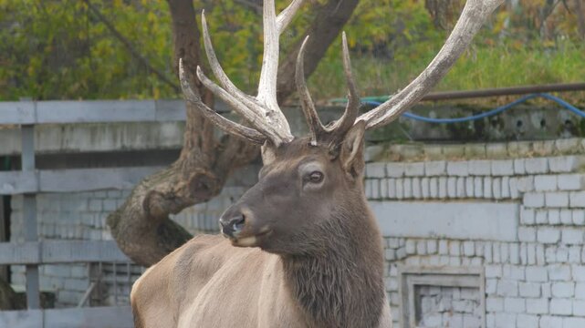 adult Altai maral with huge antlers on its head in a zoo, deer grazing behind a fence in a zoo, even-toed ungulates are inhabitants of the Red Book