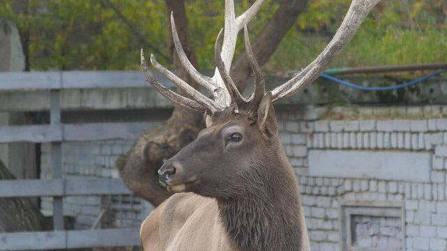 adult Altai maral with huge antlers on its head in a zoo, deer grazing behind a fence in a zoo, even-toed ungulates are inhabitants of the Red Book