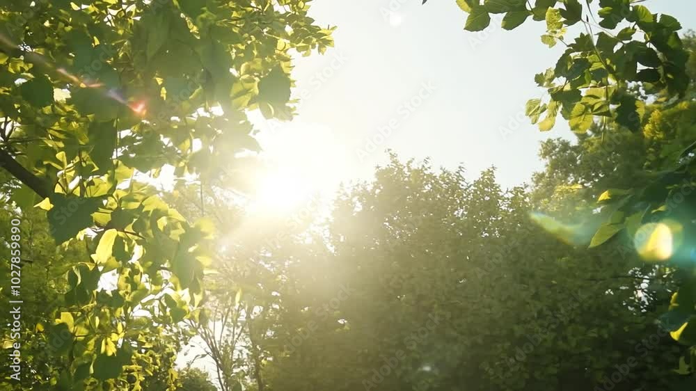 Poster sunlight filtering through green leaves on a tree in a forest.