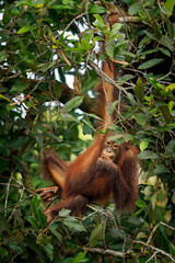 Bornean orangutan Pongo pygmaeus ape endemic to Borneo, with Sumatran orangutan (Pongo abelii) and Tapanuli orangutan (Pongo tapanuliensis) are highly intelligent, funny and nice in green forest.