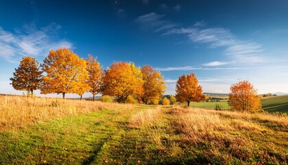 Naklejka premium sunny autumn landscape with golden trees and blue sky in countryside